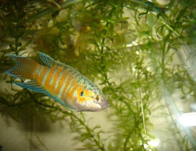 freshwater fish - macropodus opercularis - blue paradise stocking in 70 gallons tank - paradis gourami freshwater fish - macropodus opercularis - blue paradise stocking in 70 gallons tank - paradis gourami