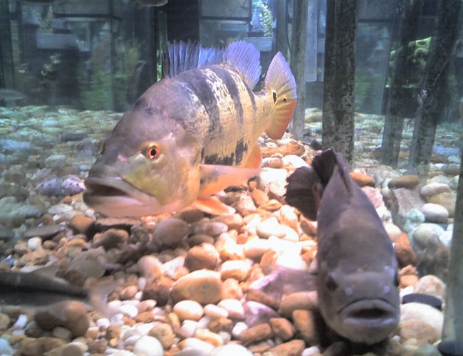 freshwater fish - cichlia ocellaris - peacock bass (ocellaris) stocking in 5 gallons tank - peacock bass and tiger oscar freshwater fish - cichlia ocellaris - peacock bass (ocellaris) stocking in 5 gallons tank - peacock bass and tiger oscar
