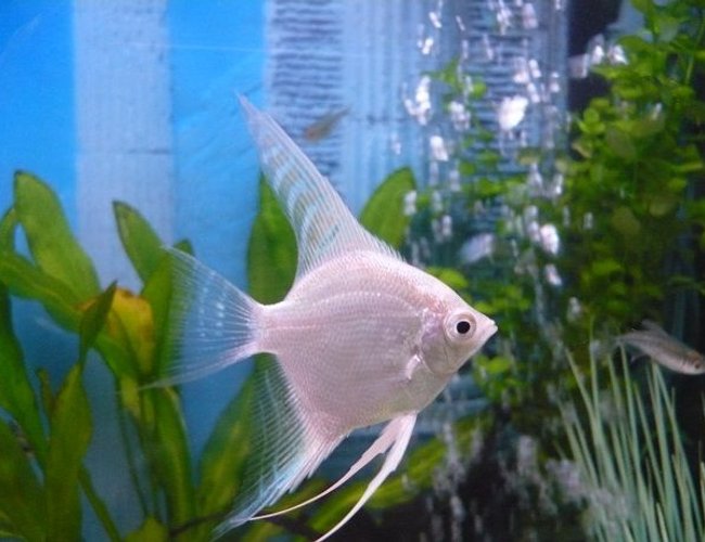 freshwater fish - pterophyllum sp. - albino angel stocking in 55 gallons tank - white angel fish freshwater fish - pterophyllum sp. - albino angel stocking in 55 gallons tank - white angel fish