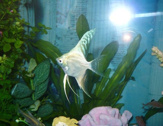 freshwater fish - pterophyllum sp. - gold veil angel stocking in 55 gallons tank - another white angel fish picture freshwater fish - pterophyllum sp. - gold veil angel stocking in 55 gallons tank - another white angel fish picture