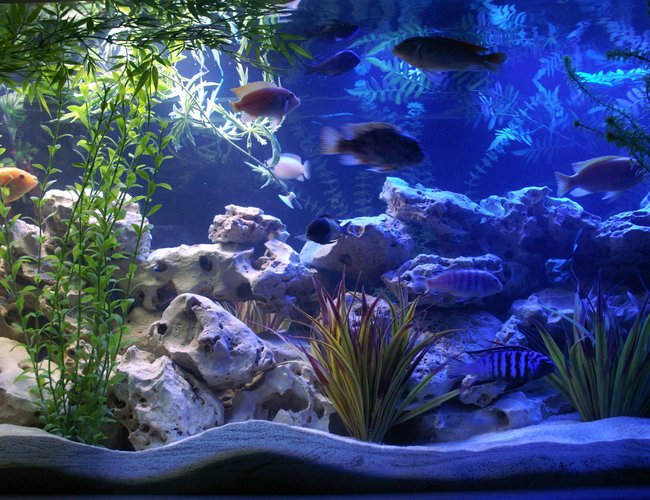 freshwater fish - heros severus x amphilophus citrinellum - blood parrot stocking in 200 gallons tank - 200 gal Cichlid Tank. Texas Holey Rock with some plastic plants. freshwater fish - heros severus x amphilophus citrinellum - blood parrot stocking in 200 gallons tank - 200 gal Cichlid Tank. Texas Holey Rock with some plastic plants.
