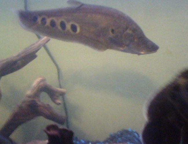 freshwater fish - notopterus chitala - clown knife fish stocking in 80 gallons tank - clown knif freshwater fish - notopterus chitala - clown knife fish stocking in 80 gallons tank - clown knif