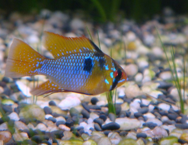 freshwater fish - papiliochromis ramirezi - german blue ram stocking in 51 gallons tank - My Ramirezi freshwater fish - papiliochromis ramirezi - german blue ram stocking in 51 gallons tank - My Ramirezi