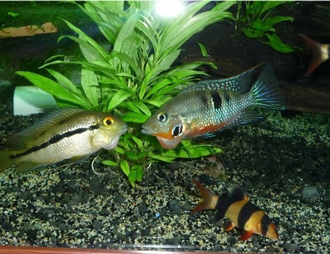 freshwater fish - thorichthys meeki - firemouth cichlid stocking in 85 gallons tank - nicaraguensis with aggresive firemouth I got rid off freshwater fish - thorichthys meeki - firemouth cichlid stocking in 85 gallons tank - nicaraguensis with aggresive firemouth I got rid off