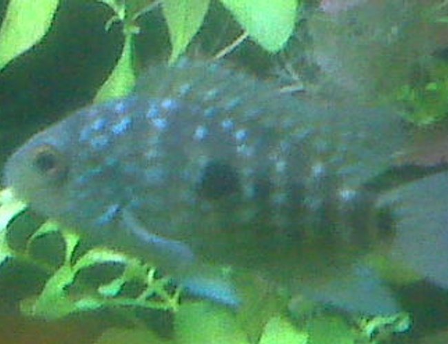 freshwater fish - herichthys carpinte - green texas cichlid stocking in 85 gallons tank - Green Texas freshwater fish - herichthys carpinte - green texas cichlid stocking in 85 gallons tank - Green Texas