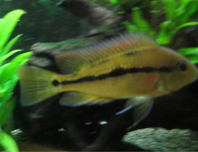 freshwater fish - hypsophrys nicaraguensis - nicaragua cichlid stocking in 85 gallons tank - Nic again freshwater fish - hypsophrys nicaraguensis - nicaragua cichlid stocking in 85 gallons tank - Nic again