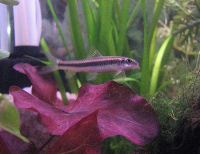 freshwater fish - crossocheilus siamensis - siamese algae eater stocking in 12 gallons tank - Flying fox freshwater fish - crossocheilus siamensis - siamese algae eater stocking in 12 gallons tank - Flying fox