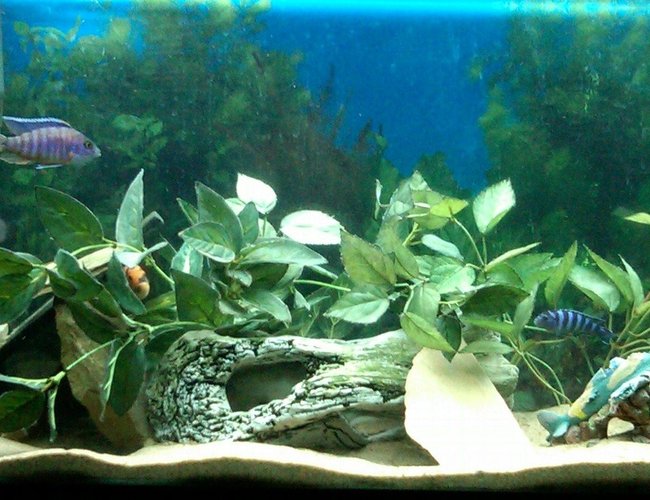 freshwater fish - archocentrus nigrofasciatus - black convict cichlid stocking in 48 gallons tank - Cichlids are Chillin freshwater fish - archocentrus nigrofasciatus - black convict cichlid stocking in 48 gallons tank - Cichlids are Chillin
