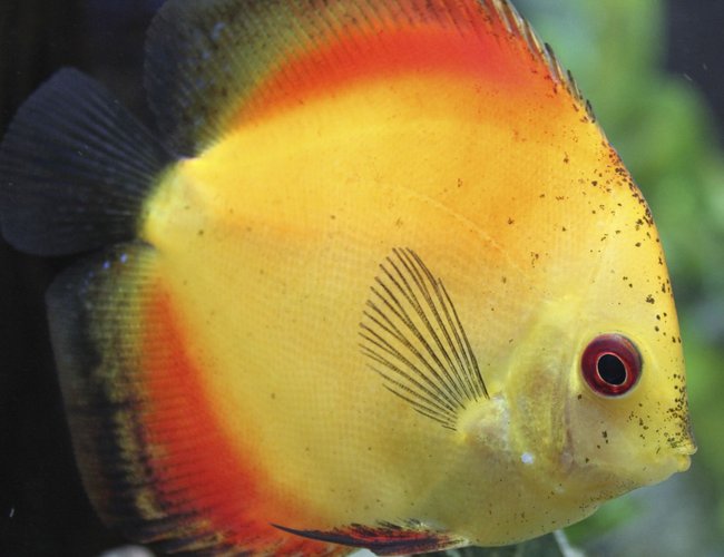 freshwater fish - symphysodon sp. - yellow marlboro discus stocking in 150 gallons tank - Discus freshwater fish - symphysodon sp. - yellow marlboro discus stocking in 150 gallons tank - Discus