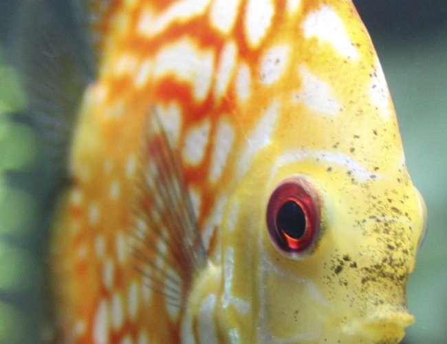 freshwater fish - symphysodon spp. - pigeon blood discus stocking in 150 gallons tank - Discus freshwater fish - symphysodon spp. - pigeon blood discus stocking in 150 gallons tank - Discus