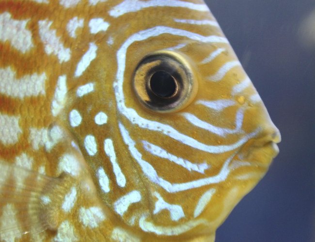 freshwater fish - symphysodon sp. - spider discus stocking in 150 gallons tank - Discus freshwater fish - symphysodon sp. - spider discus stocking in 150 gallons tank - Discus