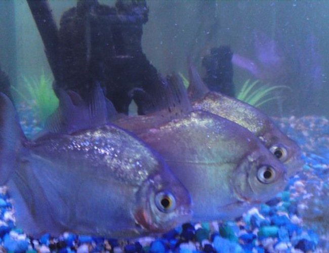 freshwater fish - metynnis argenteus - silver dollar stocking in 25 gallons tank - Silver Dollars side 1 freshwater fish - metynnis argenteus - silver dollar stocking in 25 gallons tank - Silver Dollars side 1