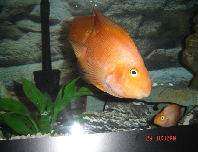 freshwater fish - heros severus x amphilophus citrinellum - blood parrot stocking in 72 gallons tank - Moby loves the camera! freshwater fish - heros severus x amphilophus citrinellum - blood parrot stocking in 72 gallons tank - Moby loves the camera!