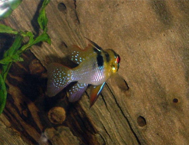freshwater fish - papiliochromis ramirezi - german blue ram stocking in 55 gallons tank - another look at one of my german rams.... freshwater fish - papiliochromis ramirezi - german blue ram stocking in 55 gallons tank - another look at one of my german rams....