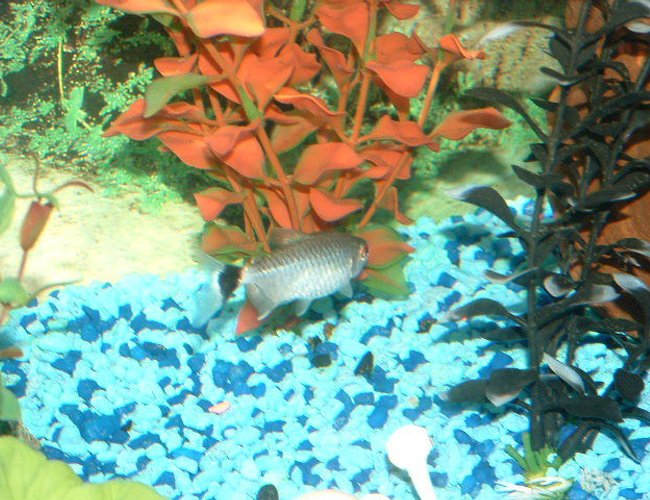 freshwater fish - moenkhausia sanctaefilomene - red eye tetra stocking in 30 gallons tank - This is my Red Eye Tetra. freshwater fish - moenkhausia sanctaefilomene - red eye tetra stocking in 30 gallons tank - This is my Red Eye Tetra.