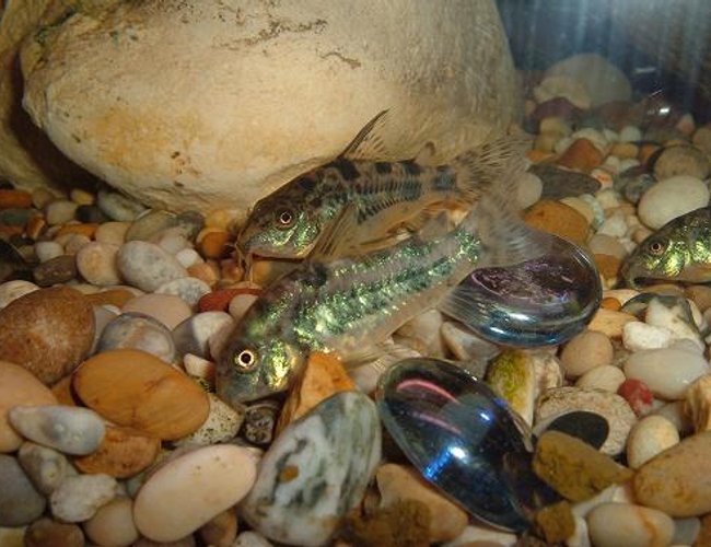 freshwater fish - corydoras paleatus - peppered cory cat stocking in 100 gallons tank - 2 peppered corys freshwater fish - corydoras paleatus - peppered cory cat stocking in 100 gallons tank - 2 peppered corys