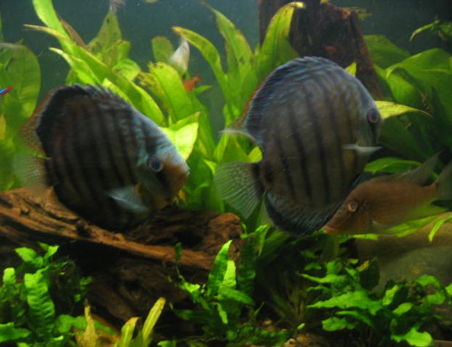 freshwater fish - symphysodon aequifasciata sp. - discus stocking in 55 gallons tank - discus freshwater fish - symphysodon aequifasciata sp. - discus stocking in 55 gallons tank - discus