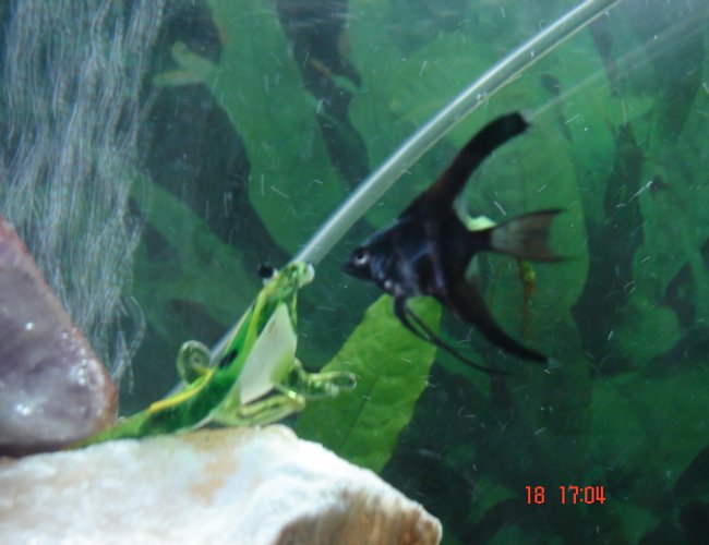 freshwater fish - pterophyllum scalare - angelfish stocking in 30 gallons tank - My baby freshwater Angelfish checking out my glass froggie. freshwater fish - pterophyllum scalare - angelfish stocking in 30 gallons tank - My baby freshwater Angelfish checking out my glass froggie.