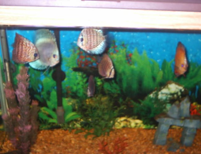 freshwater fish - symphysodon sp. - blue diamond discus stocking in 55 gallons tank - discus freshwater fish - symphysodon sp. - blue diamond discus stocking in 55 gallons tank - discus