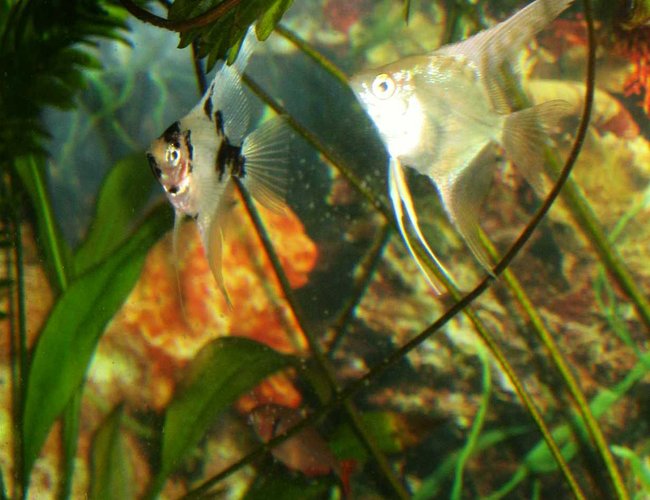 freshwater fish - pterophyllum scalare - angel fish stocking in 10 gallons tank - angel fish freshwater fish - pterophyllum scalare - angel fish stocking in 10 gallons tank - angel fish