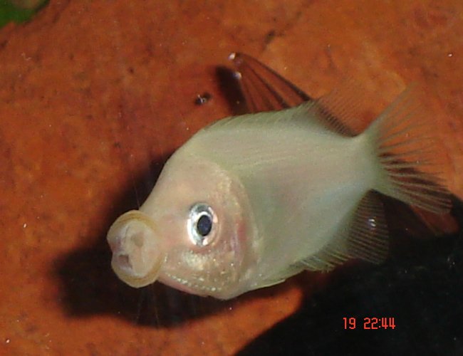 freshwater fish - helostoma temmincki - kissing gourami stocking in 30 gallons tank - puckerup!!!
one of my Kissing Gouramis freshwater fish - helostoma temmincki - kissing gourami stocking in 30 gallons tank - puckerup!!!
one of my Kissing Gouramis