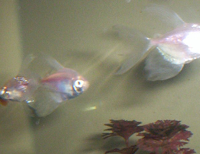freshwater fish - gymnocorymbus ternetzi - white skirt tetra stocking in 35 gallons tank - White skirt tetras freshwater fish - gymnocorymbus ternetzi - white skirt tetra stocking in 35 gallons tank - White skirt tetras