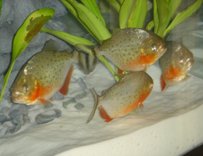 freshwater fish - pygocentrus nattereri - redbellied pirhana stocking in 46 gallons tank - 3 Month old Nanhas freshwater fish - pygocentrus nattereri - redbellied pirhana stocking in 46 gallons tank - 3 Month old Nanhas