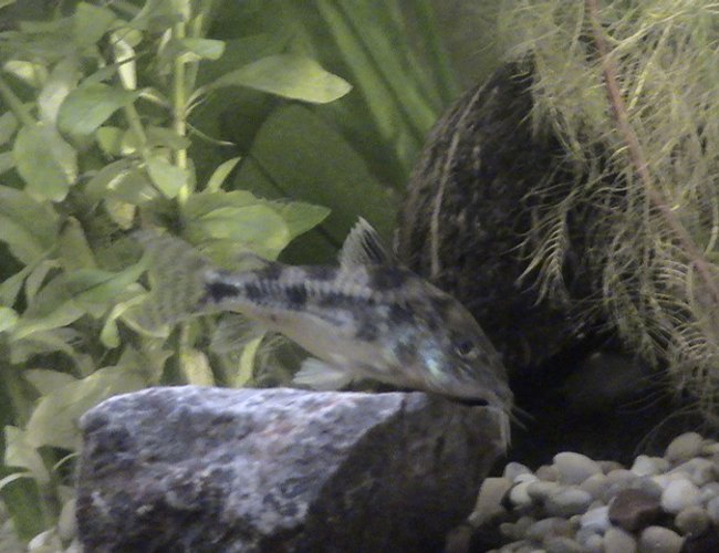 freshwater fish - corydoras ornatus - ornate cory cat stocking in 30 gallons tank - corydoras freshwater fish - corydoras ornatus - ornate cory cat stocking in 30 gallons tank - corydoras