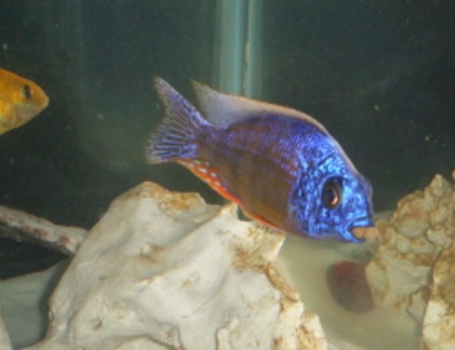 freshwater fish - protomelas steveni - taiwan reef stocking in 75 gallons tank - A very greedy fish! freshwater fish - protomelas steveni - taiwan reef stocking in 75 gallons tank - A very greedy fish!
