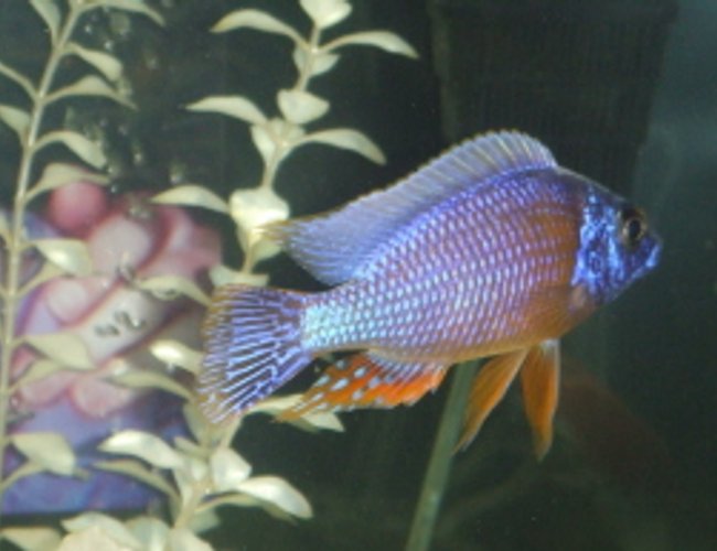 freshwater fish - protomelas steveni - taiwan reef stocking in 75 gallons tank - My favorite fish in the tank freshwater fish - protomelas steveni - taiwan reef stocking in 75 gallons tank - My favorite fish in the tank