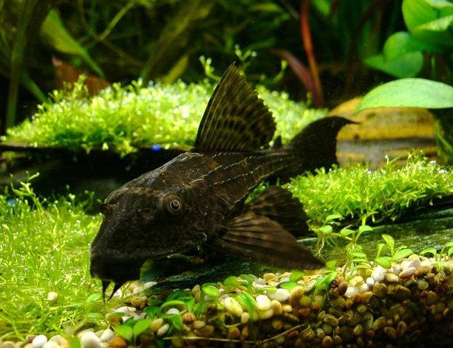 freshwater fish - glyptoperichthys gibbiceps - sailfin pleco (l-83) stocking in 40 gallons tank - sainfin gibbiceps freshwater fish - glyptoperichthys gibbiceps - sailfin pleco (l-83) stocking in 40 gallons tank - sainfin gibbiceps