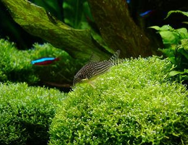freshwater fish - corydoras sterbai - sterba's cory stocking in 40 gallons tank - sterbai cory on dwarf riccia freshwater fish - corydoras sterbai - sterba's cory stocking in 40 gallons tank - sterbai cory on dwarf riccia