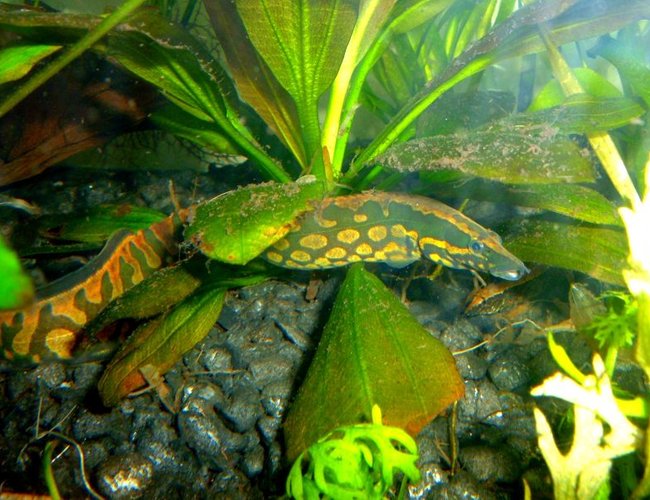 freshwater fish - mastacembelus armatus - tire track eel stocking in 80 gallons tank - Tire Track Eel freshwater fish - mastacembelus armatus - tire track eel stocking in 80 gallons tank - Tire Track Eel
