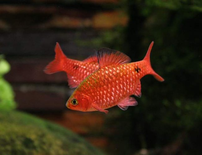 freshwater fish - puntius conchonius - rosy barb stocking in 50 gallons tank - My phychotic rosey barbs! freshwater fish - puntius conchonius - rosy barb stocking in 50 gallons tank - My phychotic rosey barbs!