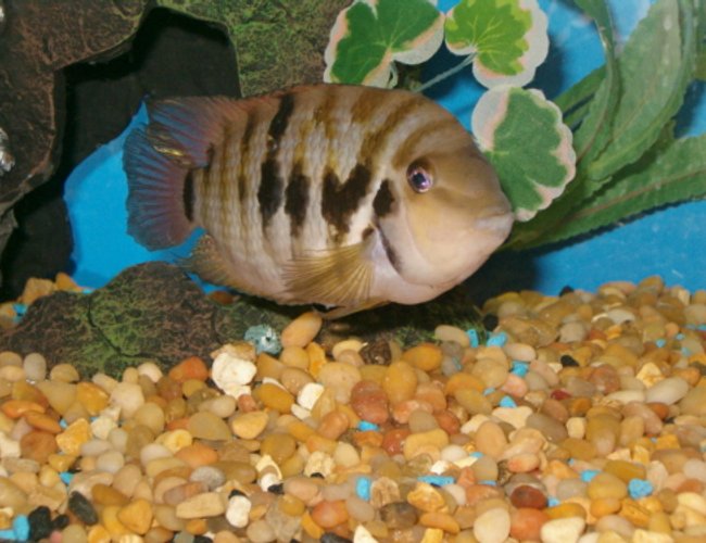 freshwater fish - archocentrus nigrofasciatus - black convict cichlid stocking in 20 gallons tank - "jack" - my new convict cichlid. 20 gallon tall. freshwater fish - archocentrus nigrofasciatus - black convict cichlid stocking in 20 gallons tank - "jack" - my new convict cichlid. 20 gallon tall.