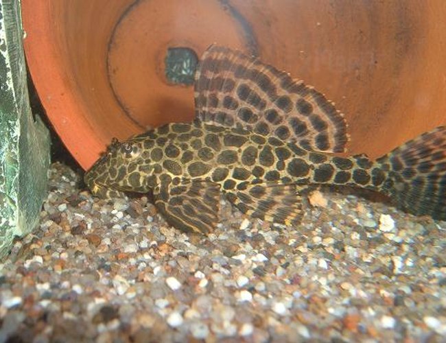 freshwater fish - glyptoperichthys gibbiceps - sailfin pleco (l-83) stocking in 100 gallons tank - Leopard Gibby plec freshwater fish - glyptoperichthys gibbiceps - sailfin pleco (l-83) stocking in 100 gallons tank - Leopard Gibby plec