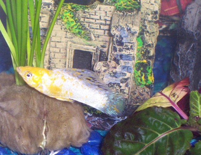 freshwater fish - poecilia latipinna - dalmatian molly stocking in 10 gallons tank - Sailfin molly freshwater fish - poecilia latipinna - dalmatian molly stocking in 10 gallons tank - Sailfin molly