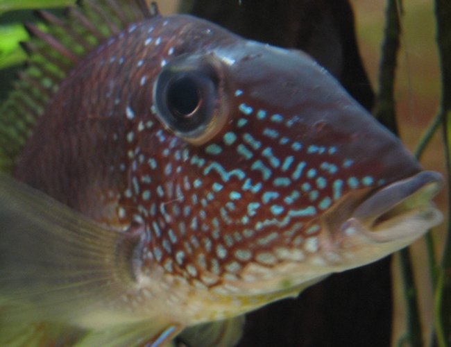freshwater fish - gymnogeophagus surinamensis - surinamen geophagus stocking in 40 gallons tank - this is typical of my fish - heading fora single species tank of geophagus. freshwater fish - gymnogeophagus surinamensis - surinamen geophagus stocking in 40 gallons tank - this is typical of my fish - heading fora single species tank of geophagus.