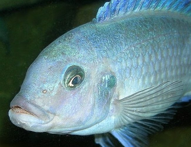 freshwater fish - metriaclima callainos - cobalt blue zebra cichlid stocking in 75 gallons tank - Female Pseudotropheus Zebra "cobalt" (aka Maylandia or Mettriaclima callainos) I wish the scientific community would come to a taxonomic concensus already! freshwater fish - metriaclima callainos - cobalt blue zebra cichlid stocking in 75 gallons tank - Female Pseudotropheus Zebra "cobalt" (aka Maylandia or Mettriaclima callainos) I wish the scientific community would come to a taxonomic concensus already!