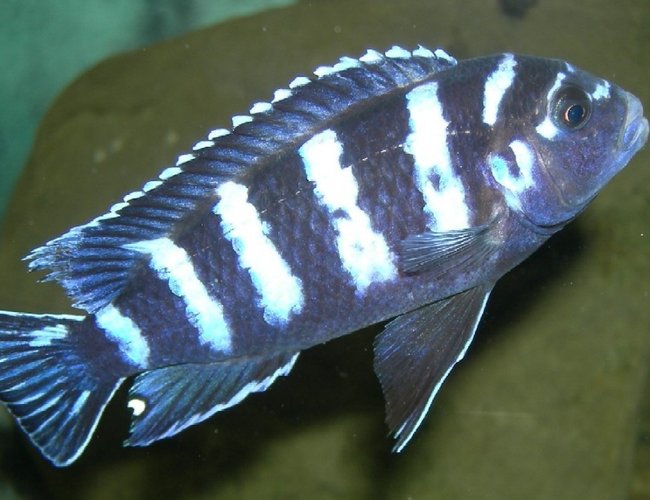 freshwater fish - pseudotropheus demasoni - demasoni cichlid stocking in 75 gallons tank - a male Pseudotropheus demasoni
View LARGE freshwater fish - pseudotropheus demasoni - demasoni cichlid stocking in 75 gallons tank - a male Pseudotropheus demasoni
View LARGE