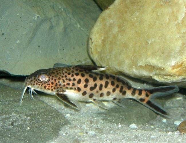 freshwater fish - synodontis multipunctatus - synodontis multipunctatus catfish stocking in 75 gallons tank - one very elusive multipunctatus! freshwater fish - synodontis multipunctatus - synodontis multipunctatus catfish stocking in 75 gallons tank - one very elusive multipunctatus!