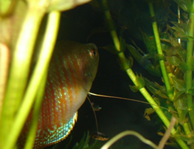 freshwater fish - colisa lalia - dwarf gourami stocking in 29 gallons tank - dwarf gourami named big boy freshwater fish - colisa lalia - dwarf gourami stocking in 29 gallons tank - dwarf gourami named big boy