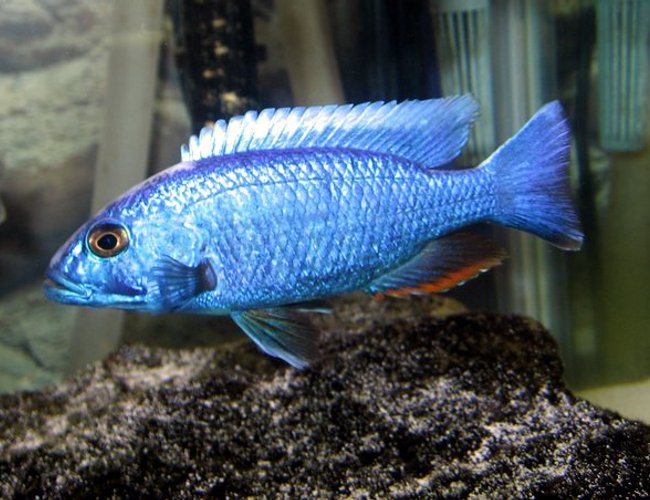 freshwater fish - sciaenochromis fryeri - electric blue hap stocking in 55 gallons tank - My Electric Blue freshwater fish - sciaenochromis fryeri - electric blue hap stocking in 55 gallons tank - My Electric Blue