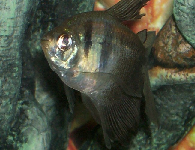 freshwater fish - gymnocorymbus sp. - black skirt tetra stocking in 30 gallons tank - one of my black skirt tetra freshwater fish - gymnocorymbus sp. - black skirt tetra stocking in 30 gallons tank - one of my black skirt tetra