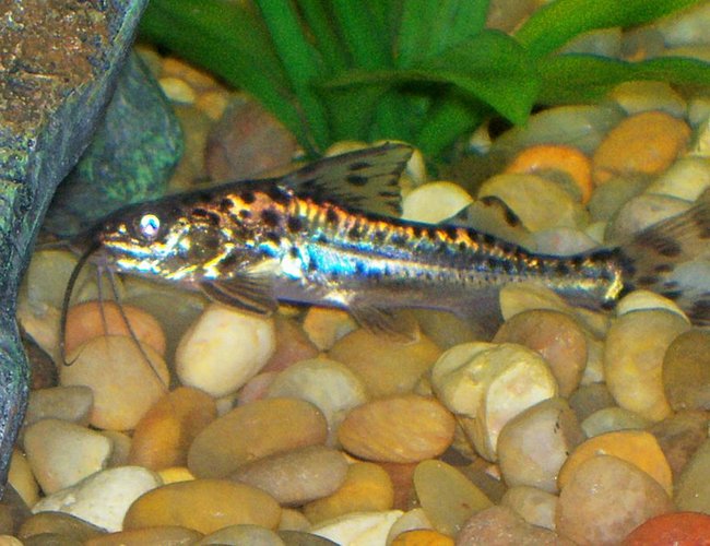 freshwater fish - pimelodus pictus - pictus cat stocking in 30 gallons tank - this is one of two of my pictus cats freshwater fish - pimelodus pictus - pictus cat stocking in 30 gallons tank - this is one of two of my pictus cats