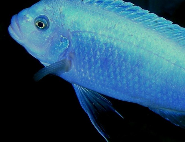 freshwater fish - maylandia callainos - blue cobalt cichlid stocking in 75 gallons tank - Male Pseudotropheus Zebra "cobalt (aka Maylandia or Mettriaclima callainos) I wish the scientific community would come to a taxonomic concensus already! freshwater fish - maylandia callainos - blue cobalt cichlid stocking in 75 gallons tank - Male Pseudotropheus Zebra "cobalt (aka Maylandia or Mettriaclima callainos) I wish the scientific community would come to a taxonomic concensus already!