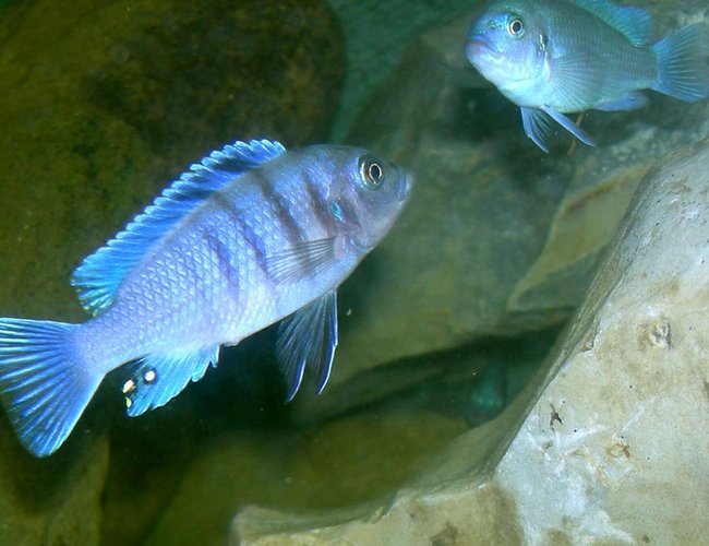freshwater fish - cynotilpia afra - hai reef stocking in 75 gallons tank - Juvi Cynotilapia afra Hai Reef on left.
Juvi Pseudo. cobalt on right freshwater fish - cynotilpia afra - hai reef stocking in 75 gallons tank - Juvi Cynotilapia afra Hai Reef on left.
Juvi Pseudo. cobalt on right