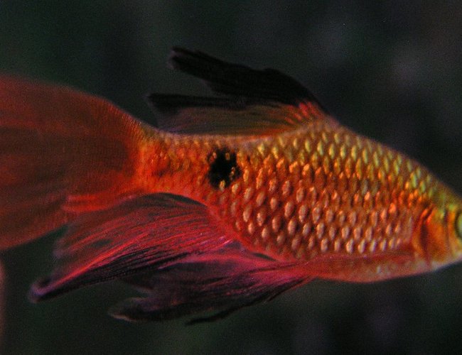 freshwater fish - puntius conchonius - rosy barb stocking in 55 gallons tank - Rosy Barb; Week 3 added three freshwater fish - puntius conchonius - rosy barb stocking in 55 gallons tank - Rosy Barb; Week 3 added three