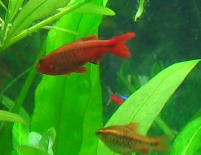 freshwater fish - puntius titteya - cherry barb stocking in 40 gallons tank - Cherry barb, male and female freshwater fish - puntius titteya - cherry barb stocking in 40 gallons tank - Cherry barb, male and female