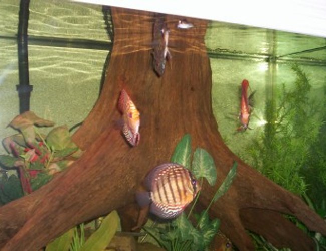 freshwater fish - symphysodon aequifasciata sp. - discus stocking in 150 gallons tank - 150 GALLON DISCUS TANK freshwater fish - symphysodon aequifasciata sp. - discus stocking in 150 gallons tank - 150 GALLON DISCUS TANK